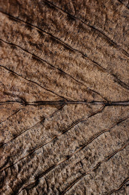 Vista macro de textura de hoja seca