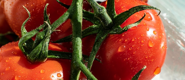 Una vista macro de tomate rojo cereza en la rama con gotas de agua sobre ellos, nutrición fresca cruda