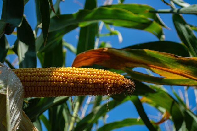 Foto vista de maíz en ángulo bajo