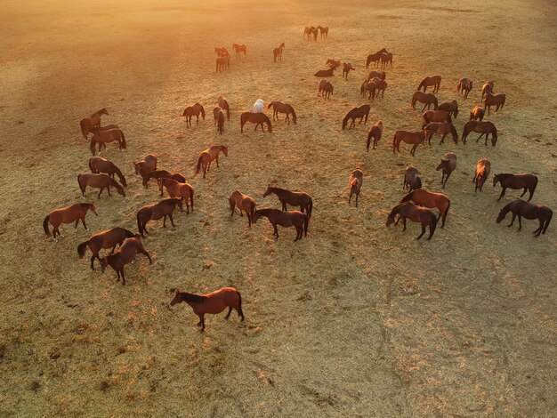 Vista de una manada de caballos marrones