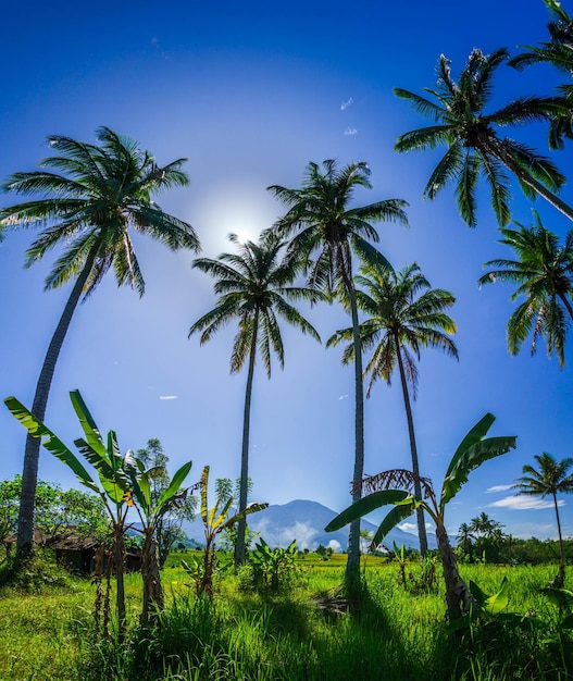 Vista de la mañana en los campos de arroz de Indonesia con cocos altísimos