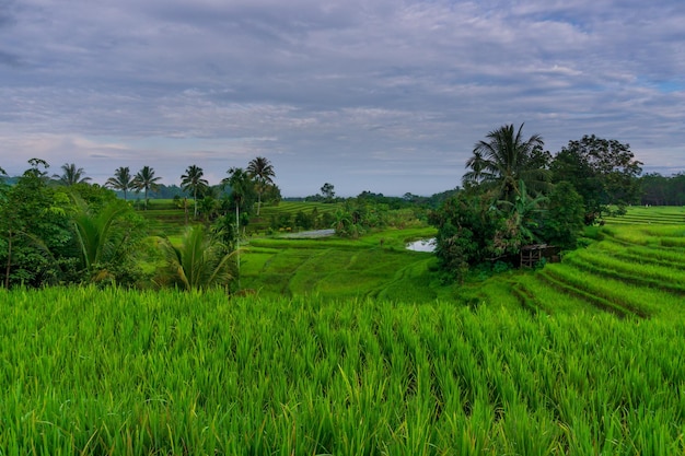 Vista de la mañana de Indonesia en campos de arroz verde