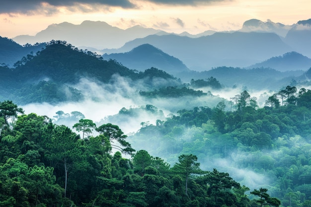 Vista de la mañana con niebla sobre la exuberante cordillera verde al amanecer