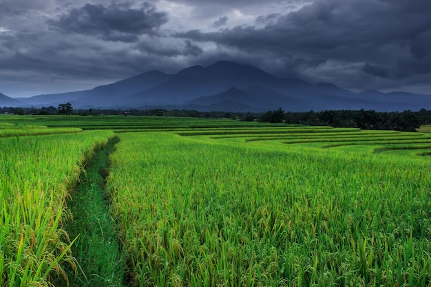 Vista de la mañana con nubes oscuras en los campos de arroz de Kemumu, Bengkulu Utara