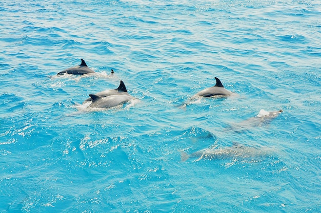 Vista del mar desde un ángulo alto mientras los delfines nadan