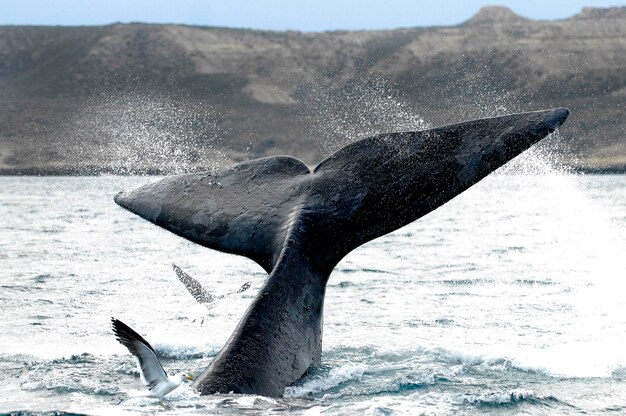 Foto vista de un mar y una ballena