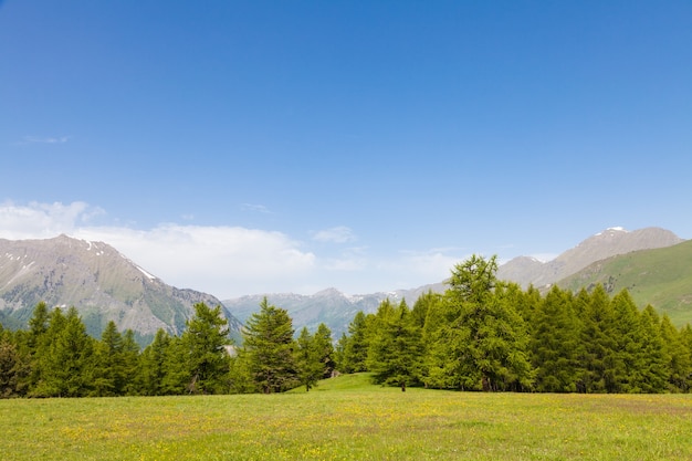 Vista maravilhosa sobre os Alpes italianos com um fundo de floresta durante um dia de verão. Região de Piemonte - Norte da Itália.
