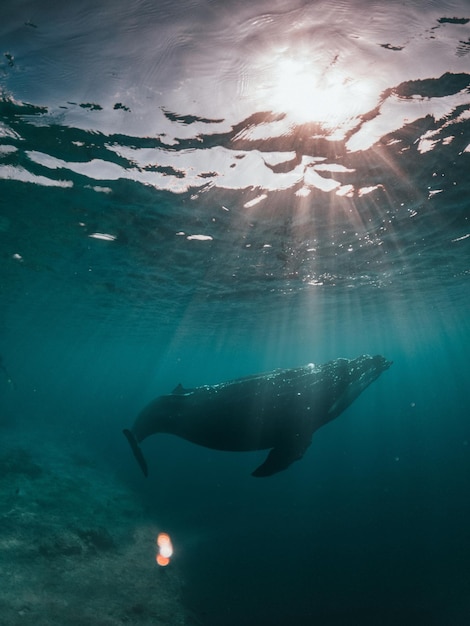 Una vista maravillosa para una ballena bebé.