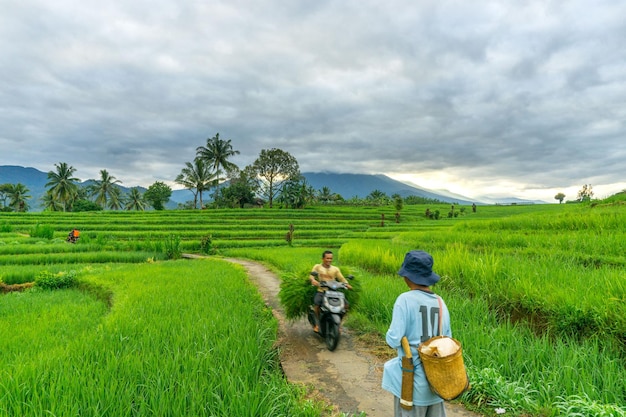 Vista matinal na área do campo de arroz com agricultores trabalhando