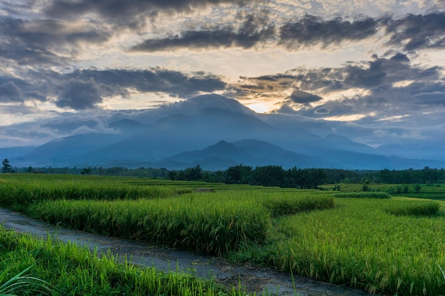 Vista matinal na estrada na área de campo de arroz verde e fértil e montanhas no início da manhã