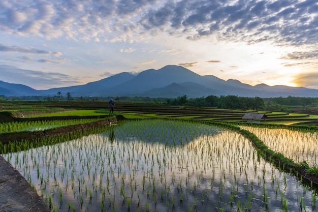 Vista matutina bali de montañas y terrazas de campos de arroz y agricultores con agua clara