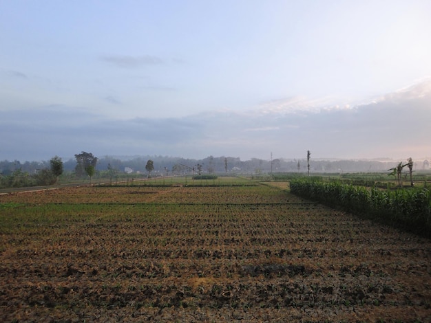 Vista matutina del campo de arroz después de la cosecha