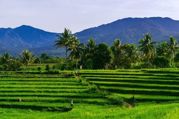 Vista matutina del campo y campos de arroz verde bajo la cordillera