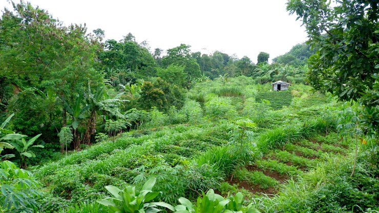 vista matutina de los campos de arroz plantas que crecen bien hierba verde