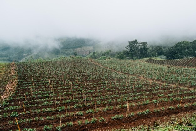 Vista matutina de las filas en un campo de patatas