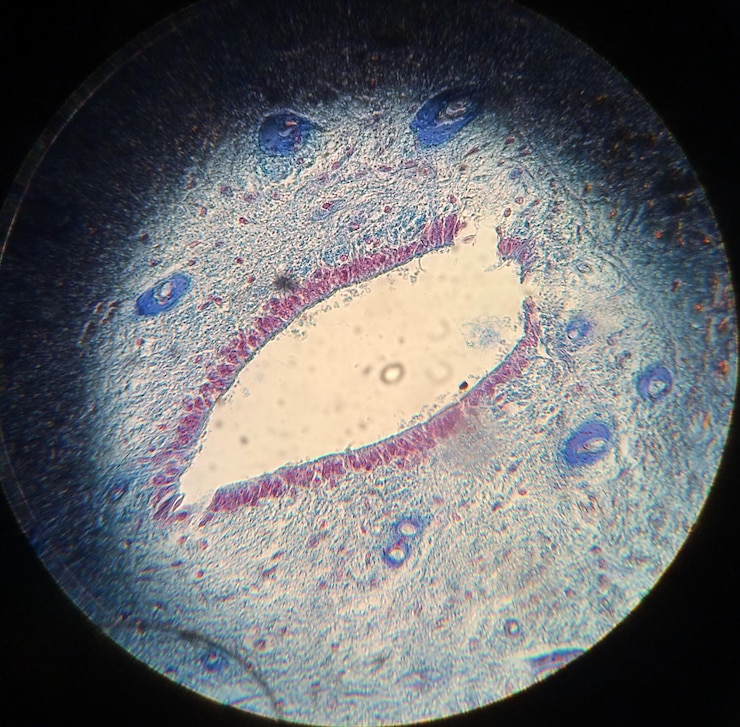 Foto vista microscópica de la bacteria contra un fondo negro