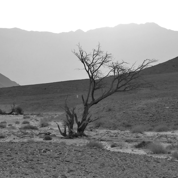 Foto vista monocromática de árvore seca no deserto