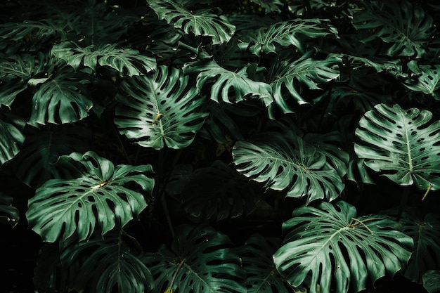 Vista de monstera deja en el bosque