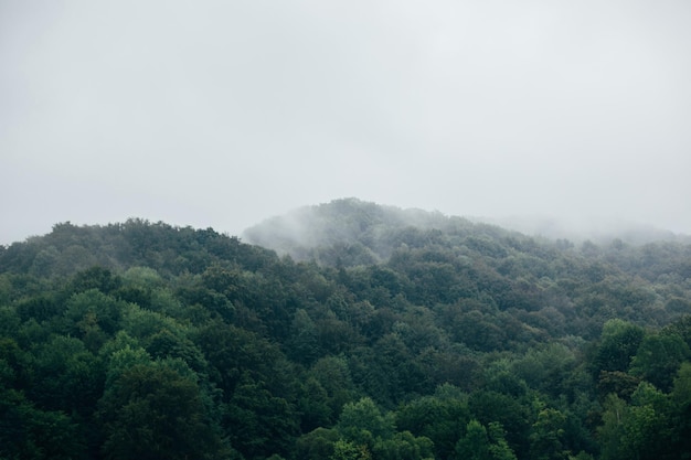 Vista a la montaña con bosque en la niebla