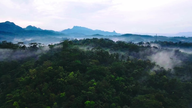 vista a la montaña en el bosque