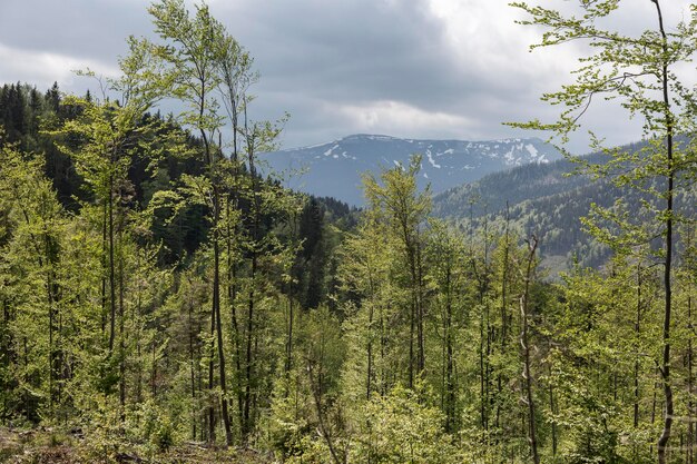 Vista de la montaña Dovbushanka en primavera Gorgany Cárpatos Ucrania