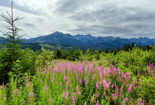 Vista de la montaña de verano con flores de color rosa en el frente y detrás de la gama de Tatra (Polonia)