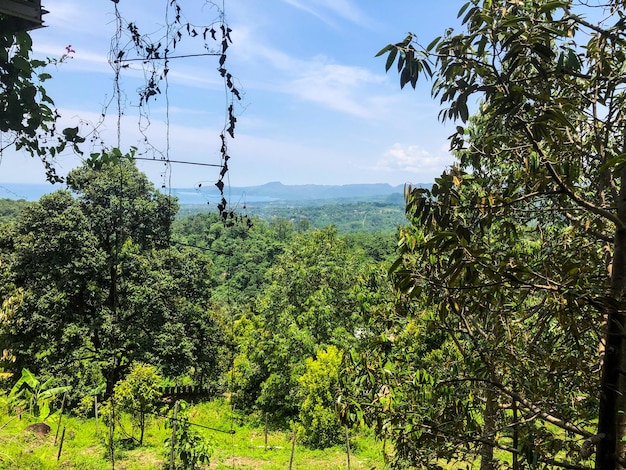 Una vista de las montañas desde el bosque.