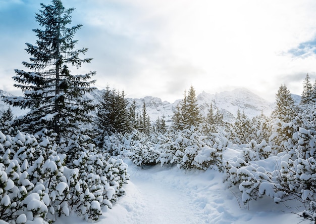 Vista de las montañas cercanas en invierno Zakopane Foto de alta calidad