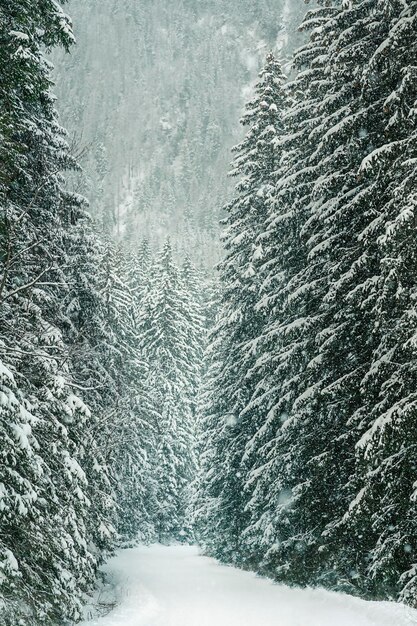 Vista de las montañas cercanas sigue el camino hacia el ojo del mar en invierno zakopane