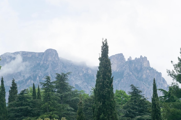 Una vista de las montañas en las nubes contra el fondo de árboles altos verdes