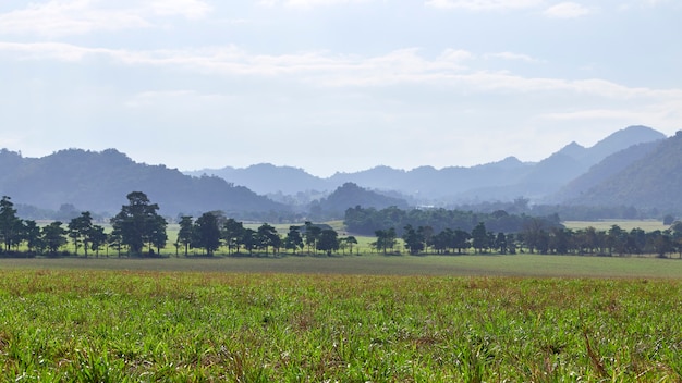 vista de las montañas de la selva y el campo en Tailandia