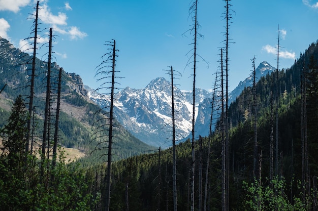 Vista de las montañas Tatras