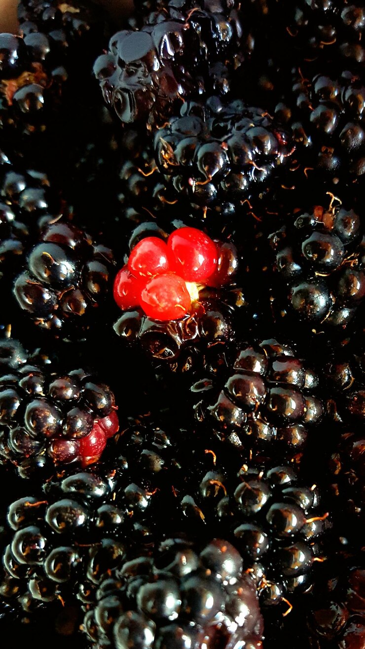 Foto vista de las moras en ángulo alto