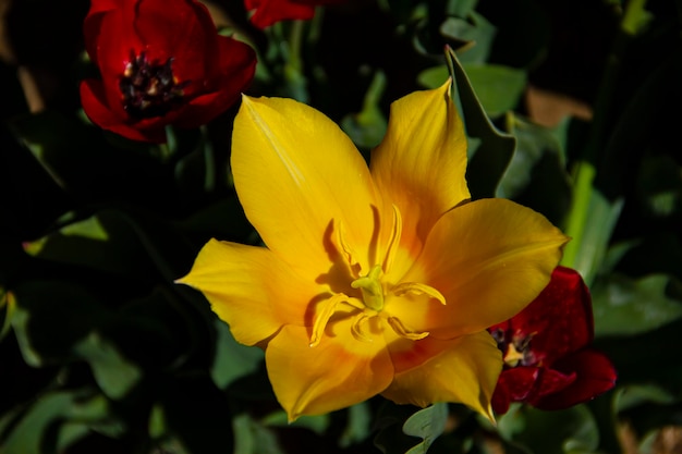 Vista morfológica de primer plano de un tulipán amarillo