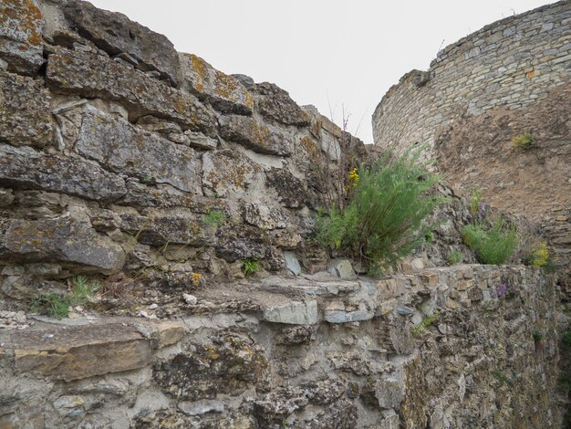 Vista del muro de piedra cubierto de hierbas y plantas