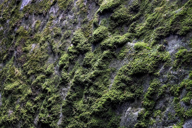 Vista de musgo verde sobre musgo de roca húmeda sobre piedra