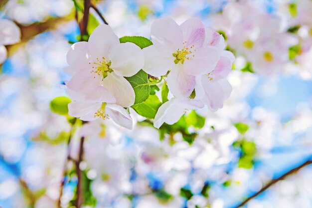 Vista muy brillante sobre flores florecientes de manzano con estilo de instagram de fondo kurdo