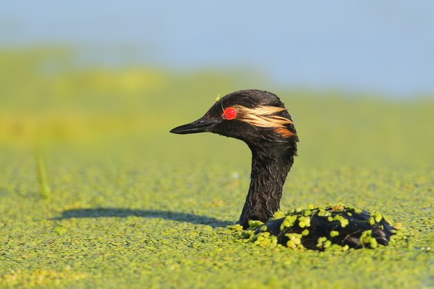 Vista muy de cerca sobre un zampullín de cuello negro en plumaje nupcial flota en plantas de agua verde