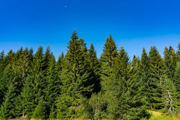 Vista na floresta na montanha Tara, na Sérvia, em um dia de verão