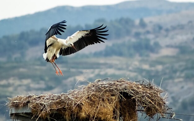 Una vista natural de una cigüeña volando hacia su nido.