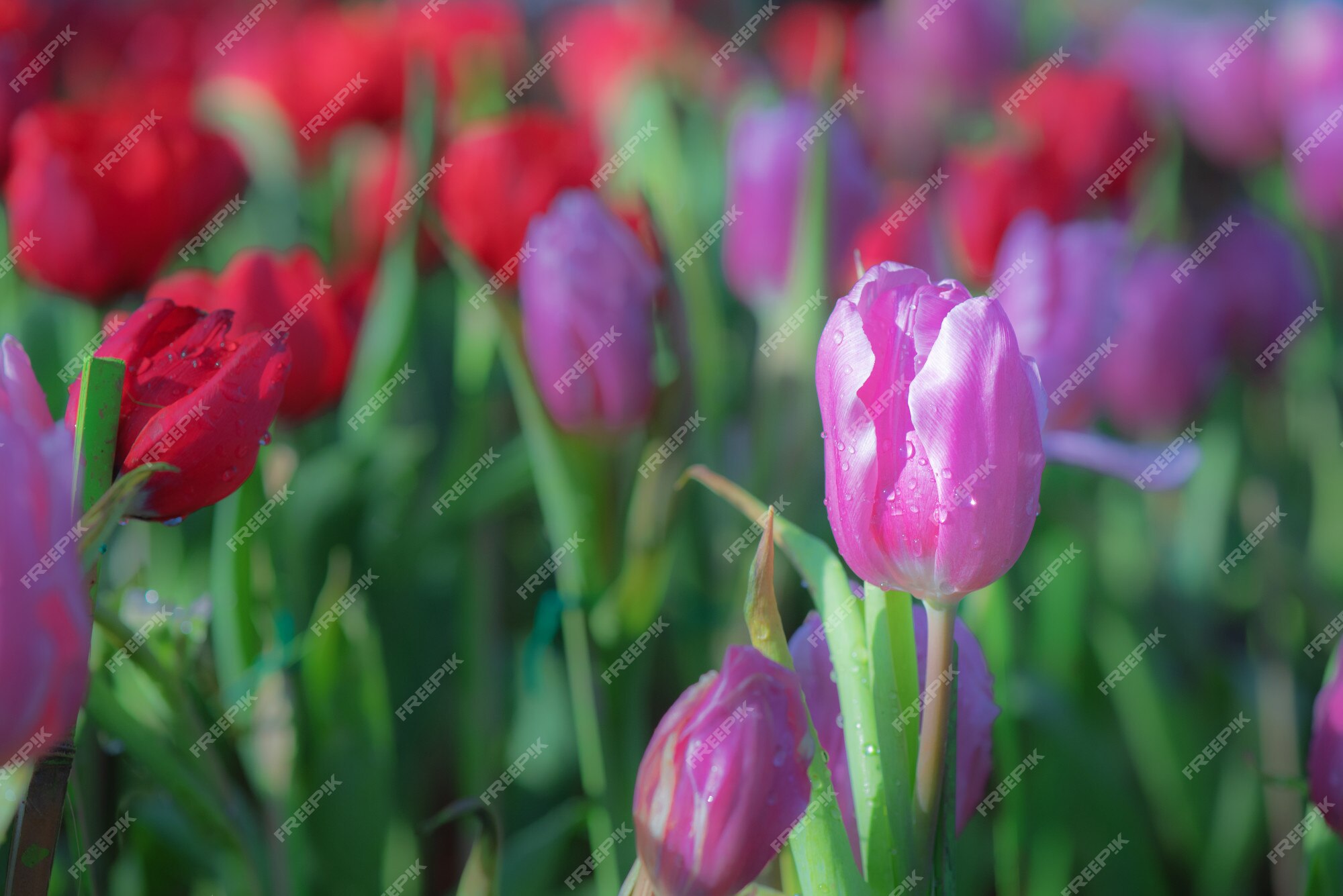 Vista natural de flores tulipa florescem no jardim com tulipas vermelhas  como manhã de primavera | Foto Premium