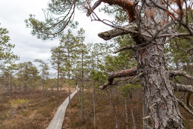 Vista natural de um pântano com um calçadão de pântano e árvores varridas pelo vento ao longo da borda do lago