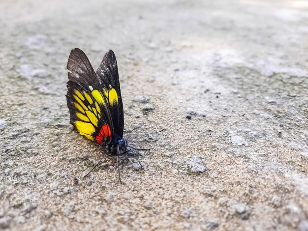 Foto vista natural de una hermosa mariposa negra en el suelo de hormigón con espacio de copia utilizando ins de fondo