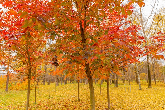 Vista natural de otoño de árboles con hojas de naranja roja en el bosque del jardín o parque Hojas de arce durante la temporada de otoño Naturaleza inspiradora en octubre o septiembre Concepto de cambio de estaciones