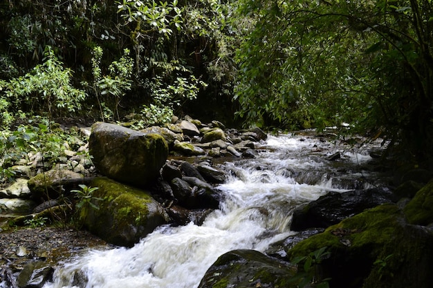 Vista de la naturaleza colombiana