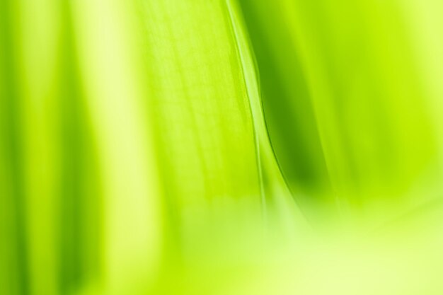 Vista de la naturaleza degradada de hoja verde sobre fondo verde borroso en el jardín con espacio de copia utilizando como fondo plantas verdes naturales paisaje ecología papel tapiz fresco