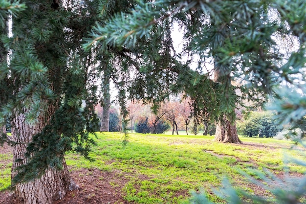 vista de la naturaleza con hierba verde, algunos árboles y una colina arenosa entre ellos