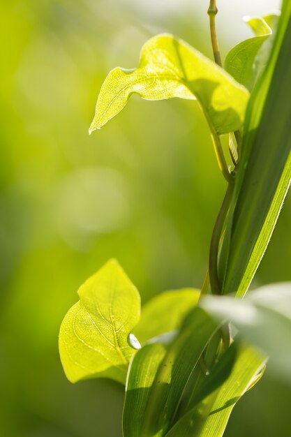 Vista de la naturaleza de hojas verdes sobre fondo verde borroso en la naturaleza Fotografía macro con super profundidad de campo.