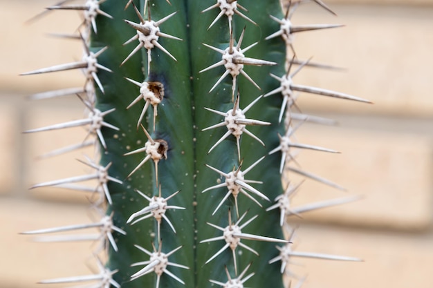 Foto vista de una naturaleza peligrosa de espinas de cactus