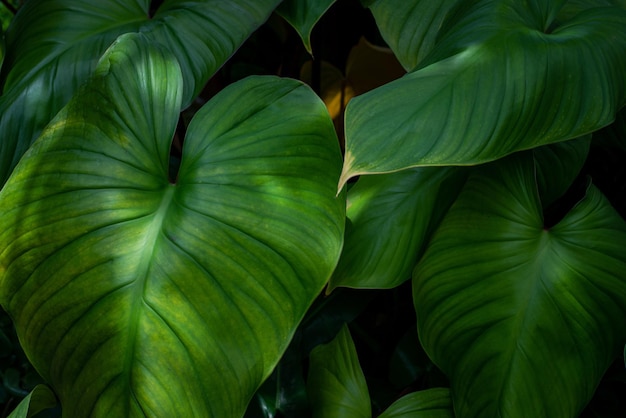 Vista de la naturaleza en primer plano de las hojas tropicales fondo concepto de la naturaleza oscura